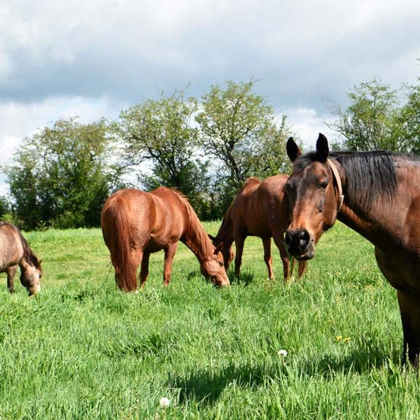 Pension pour chevaux à Espaly-Saint-Marcel, Haute-Loire